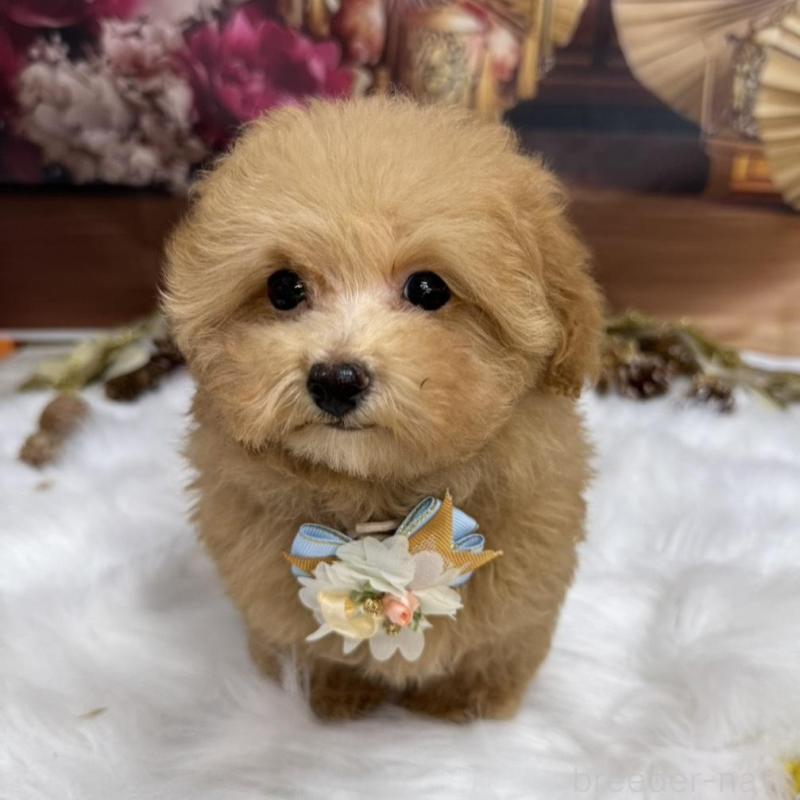 販売中の広島県のタイニープードル-424396の5枚目