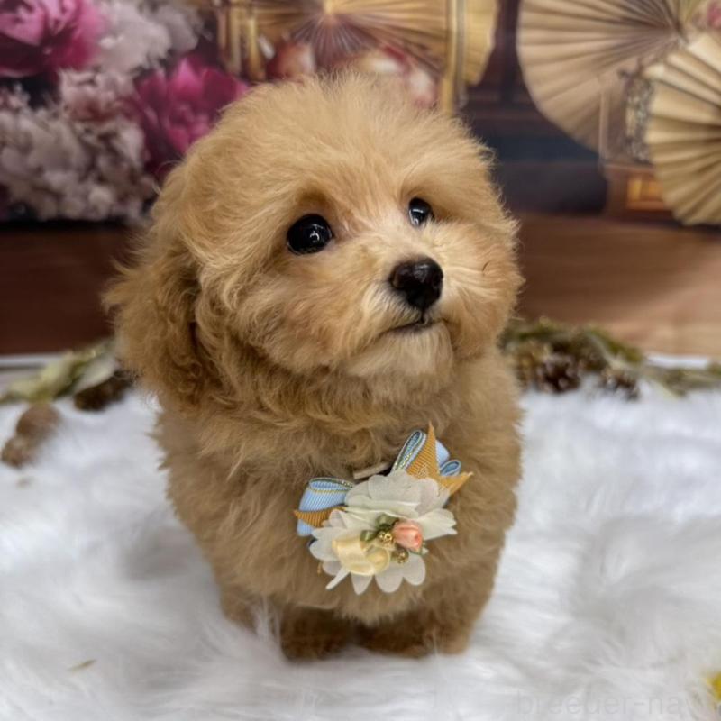 販売中の広島県のタイニープードル-424396の4枚目