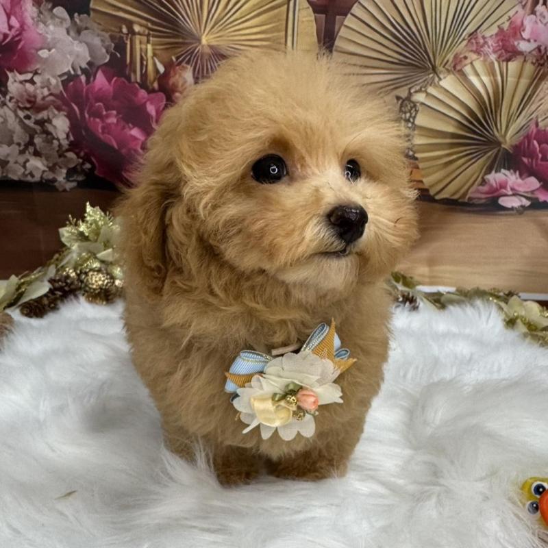 販売中の広島県のタイニープードル-424396の3枚目