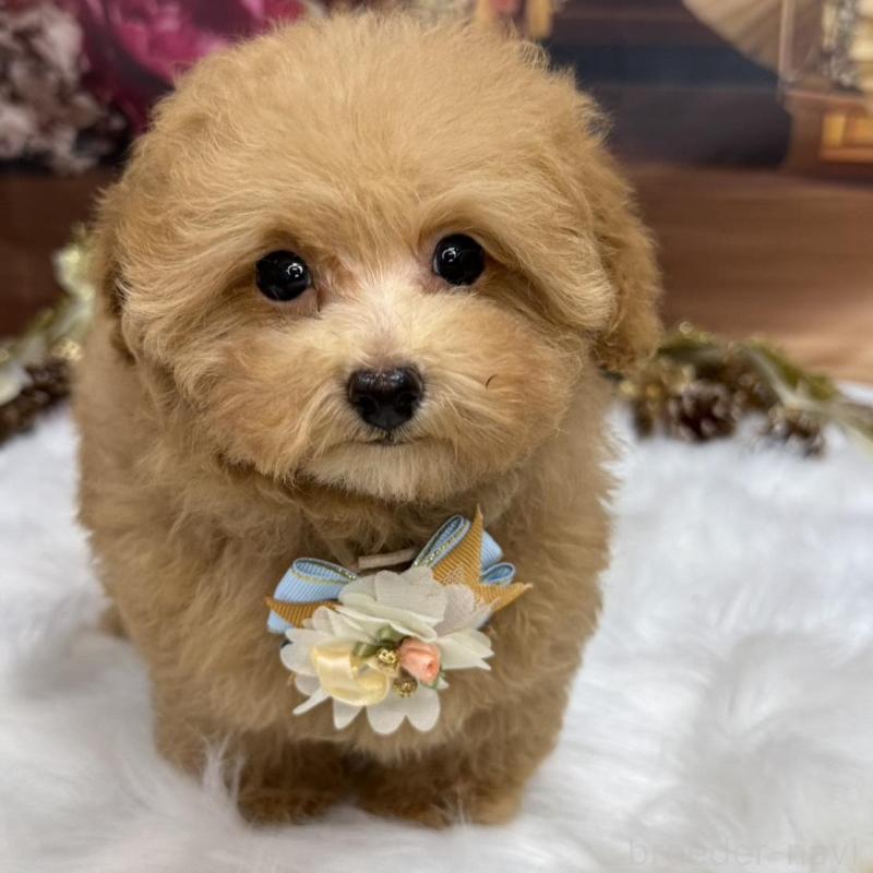 販売中の広島県のタイニープードル-424396の2枚目