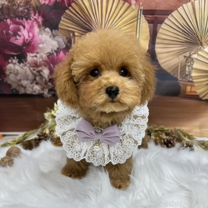 販売中の広島県のトイプードル-424405の4枚目