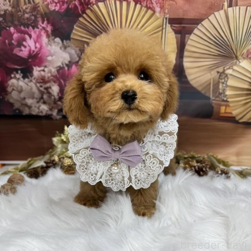 販売中の広島県のトイプードル-424405の3枚目