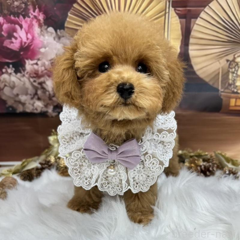 販売中の広島県のトイプードル-424405の2枚目