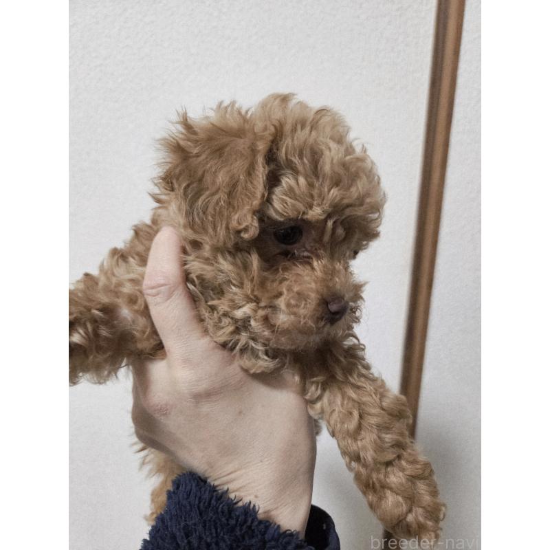 販売中の熊本県のタイニープードル-437369の6枚目