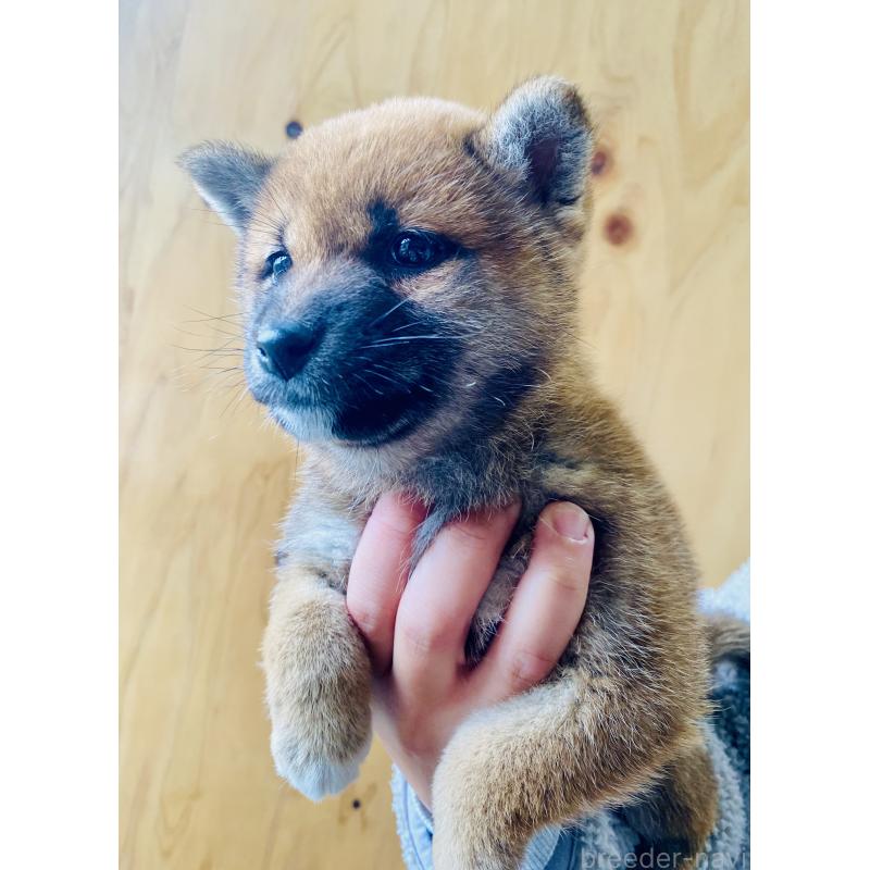 販売中の静岡県の豆柴-437593の5枚目