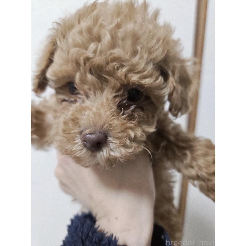 販売中の熊本県のタイニープードル-437369の5枚目