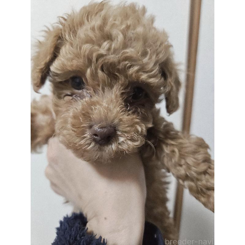 販売中の熊本県のタイニープードル-437369の4枚目