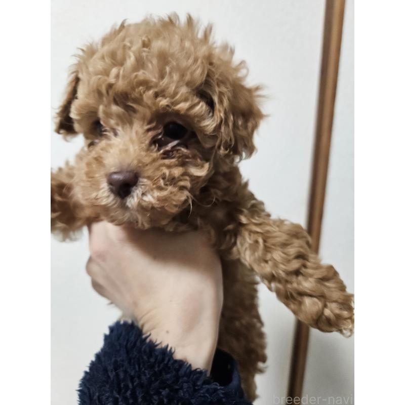 販売中の熊本県のタイニープードル-437369の3枚目