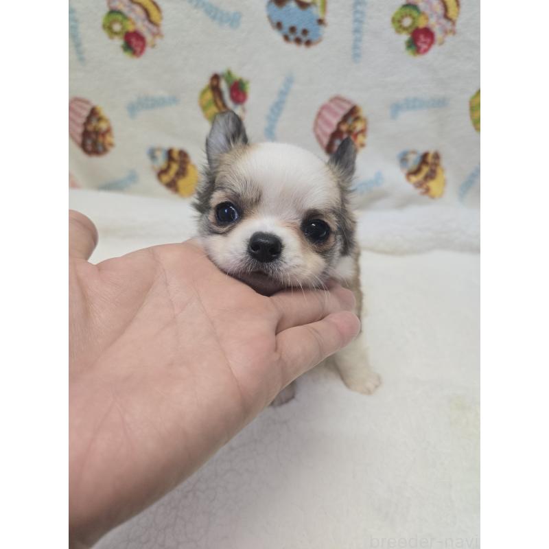 販売中の香川県のチワワ(ロングコート)-437606の16枚目