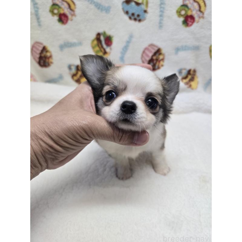 販売中の香川県のチワワ(ロングコート)-437606の15枚目