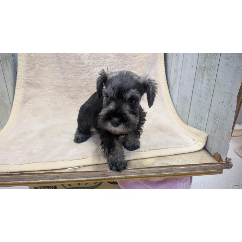 成約済の熊本県のミニチュアシュナウザー-432239の6枚目