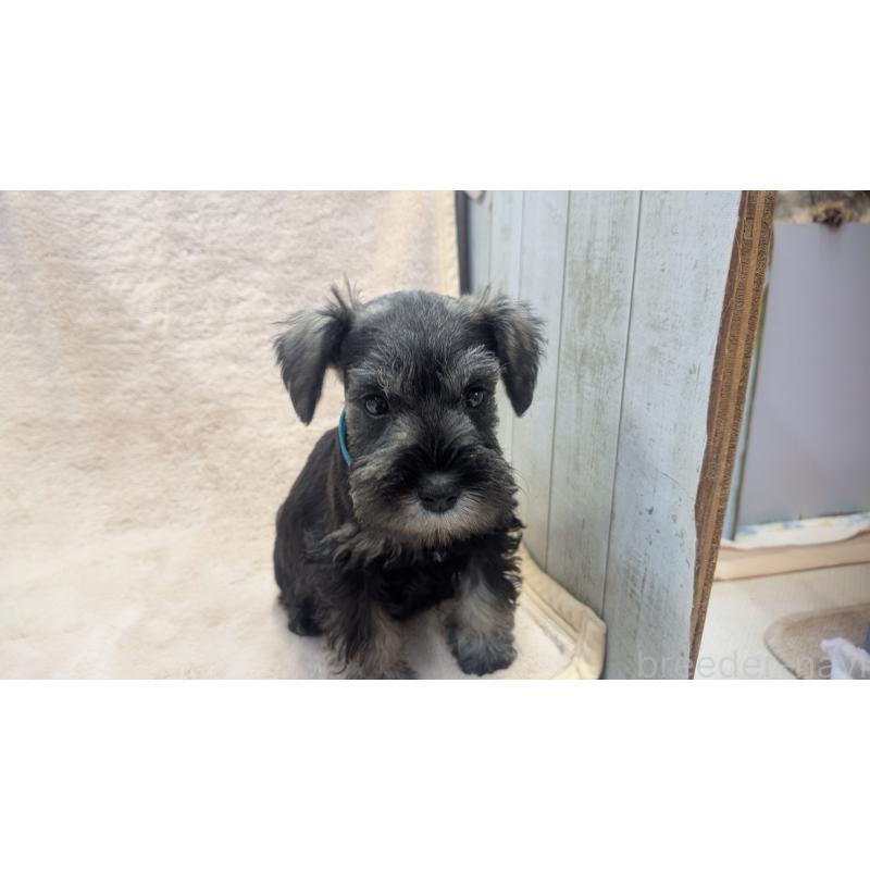 成約済の熊本県のミニチュアシュナウザー-432239の5枚目