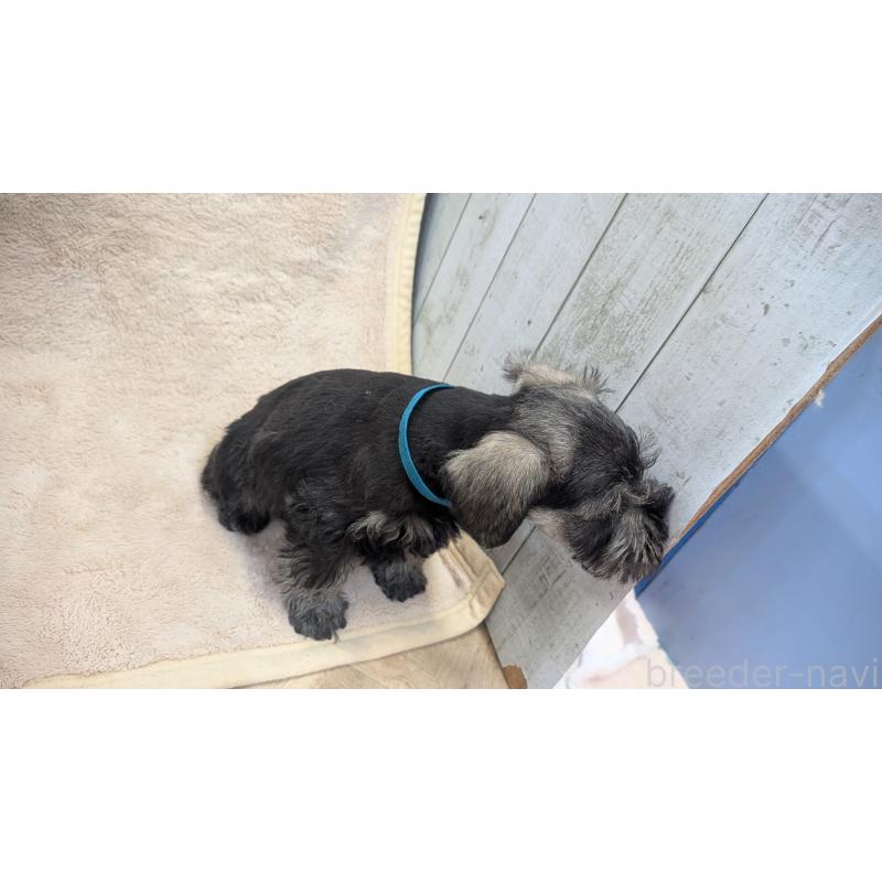 成約済の熊本県のミニチュアシュナウザー-432239の4枚目