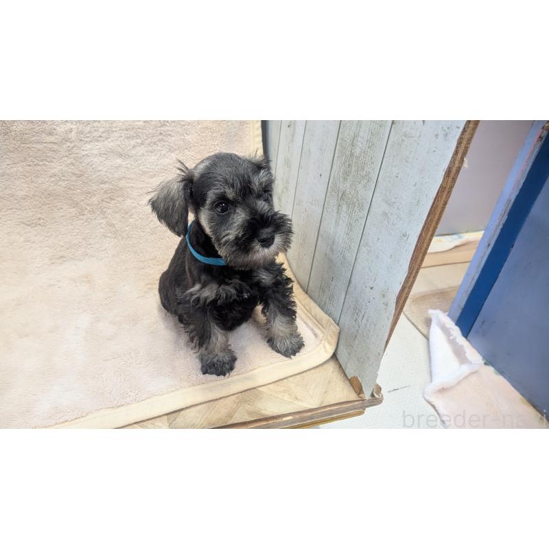 成約済の熊本県のミニチュアシュナウザー-432239の3枚目