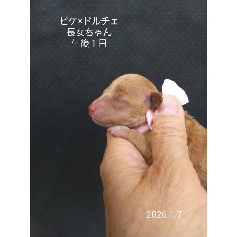 販売中の大阪府のタイニープードル-437620の5枚目