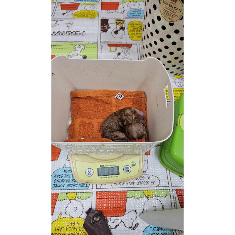 販売中の大阪府のタイニープードル-437620の4枚目