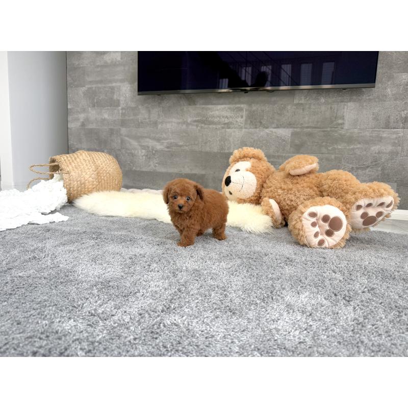 販売中の滋賀県のティーカッププードル-437598の7枚目