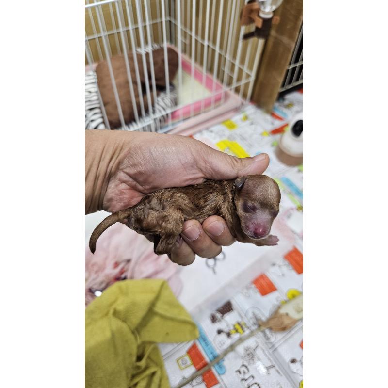 販売中の大阪府のタイニープードル-437620の3枚目