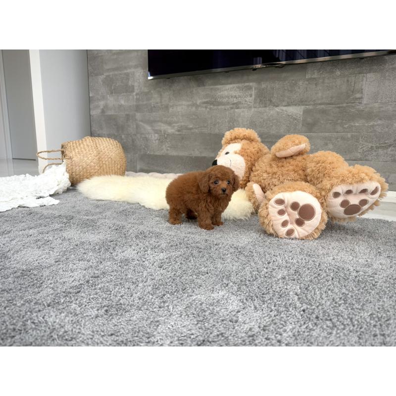 販売中の滋賀県のティーカッププードル-437598の6枚目