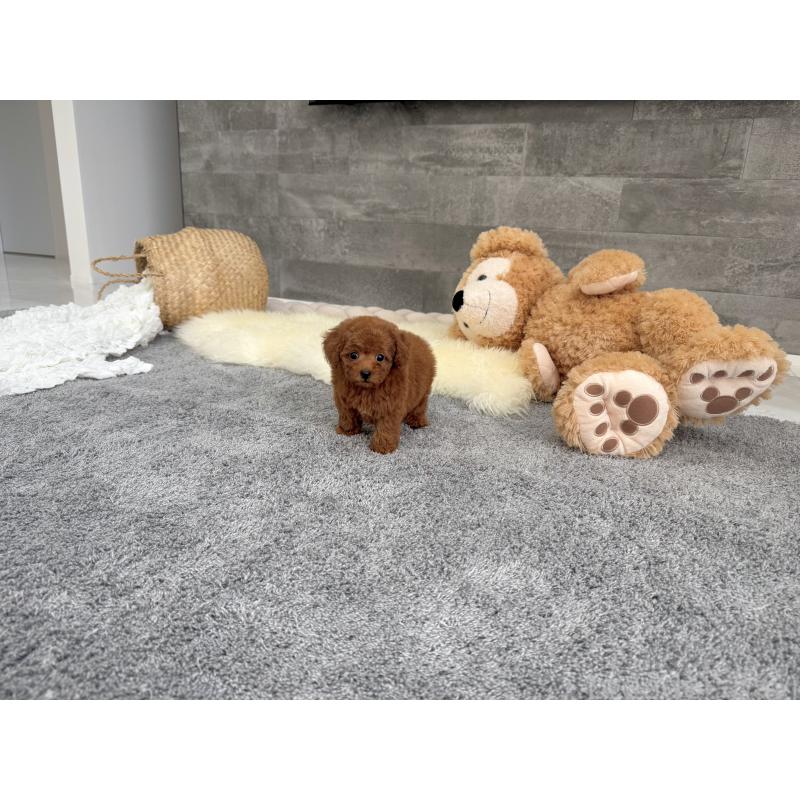 販売中の滋賀県のティーカッププードル-437598の5枚目