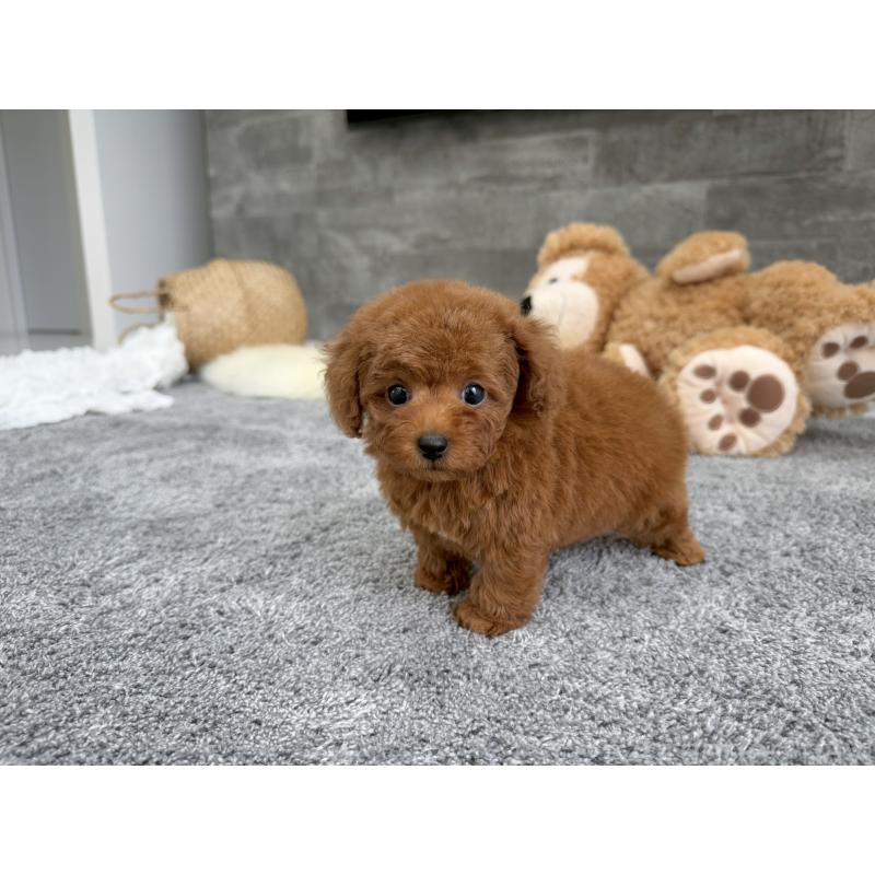 販売中の滋賀県のティーカッププードル-437598の4枚目