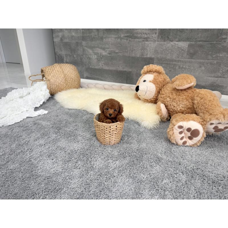 販売中の滋賀県のティーカッププードル-437598の3枚目