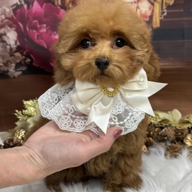 販売中の広島県のトイプードル-422709の5枚目