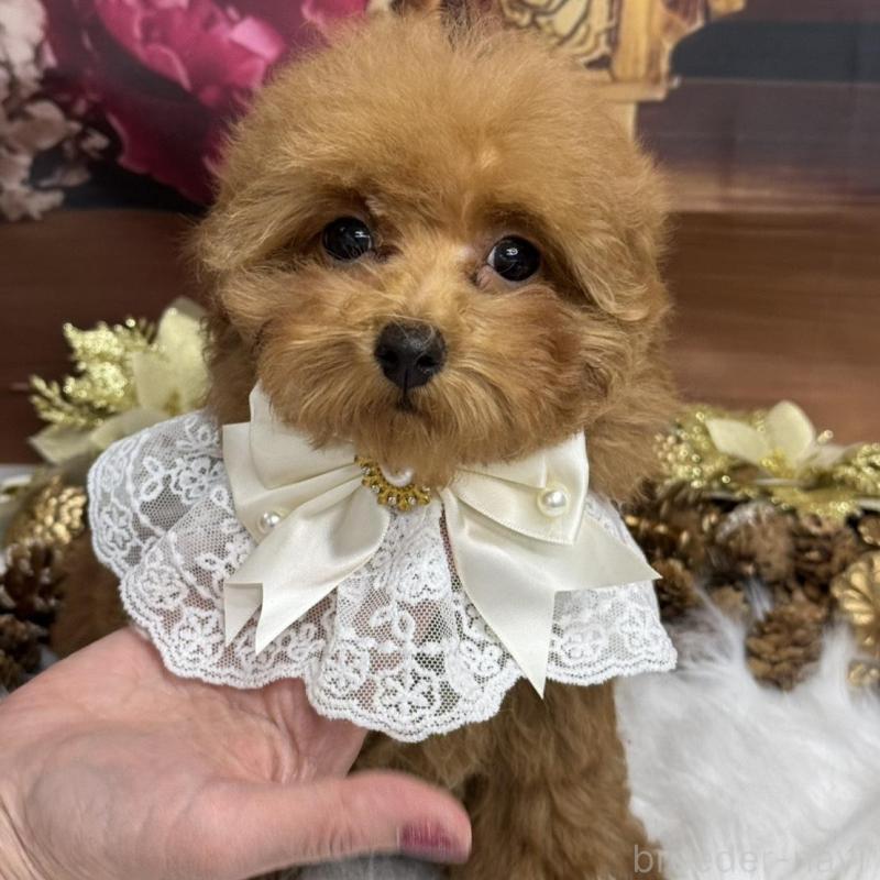 販売中の広島県のトイプードル-422709の4枚目