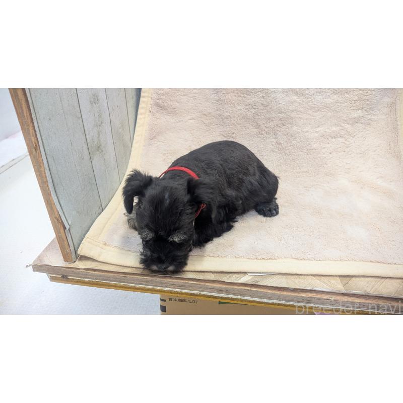 成約済の熊本県のミニチュアシュナウザー-432241の5枚目