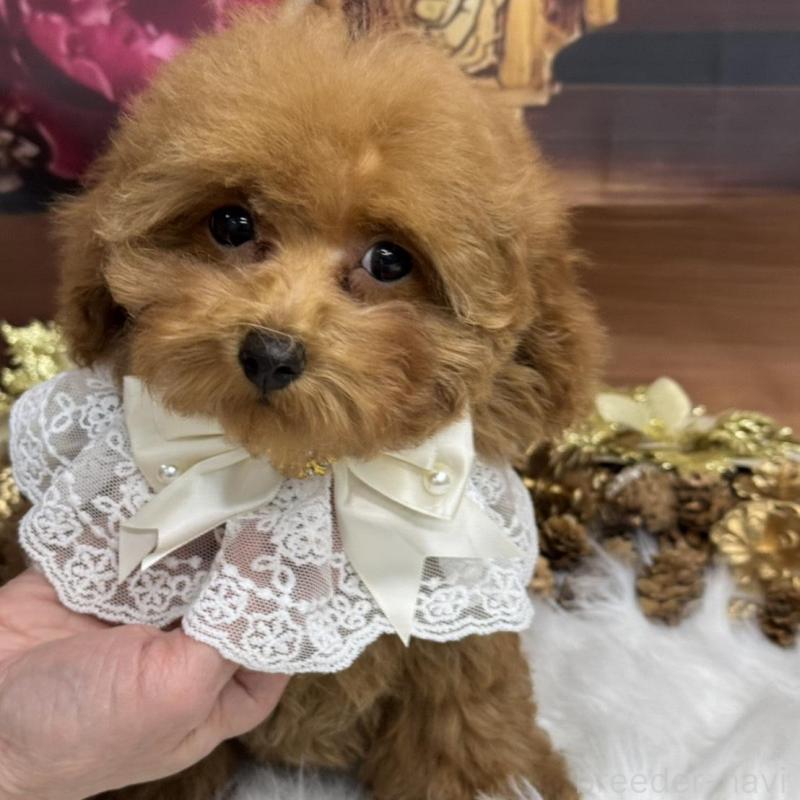 販売中の広島県のトイプードル-422709の3枚目