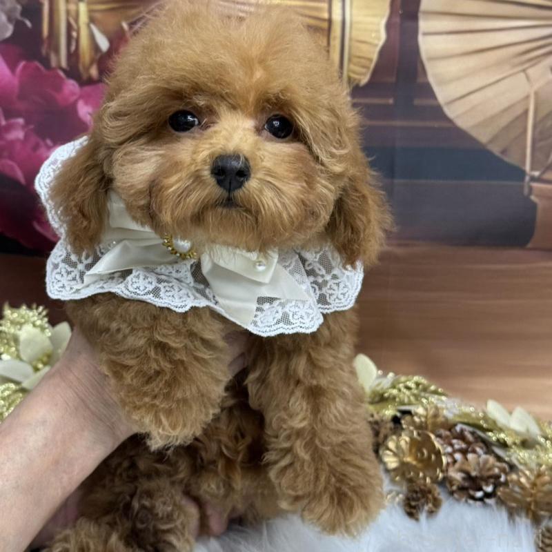 販売中の広島県のトイプードル-422709の2枚目