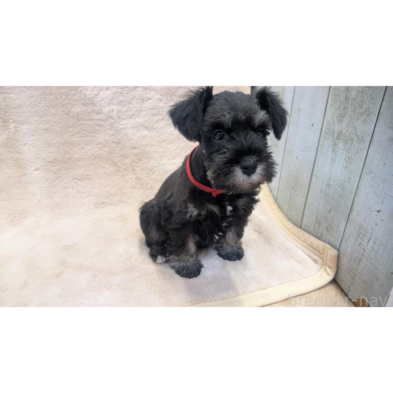 成約済の熊本県のミニチュアシュナウザー-432241の2枚目