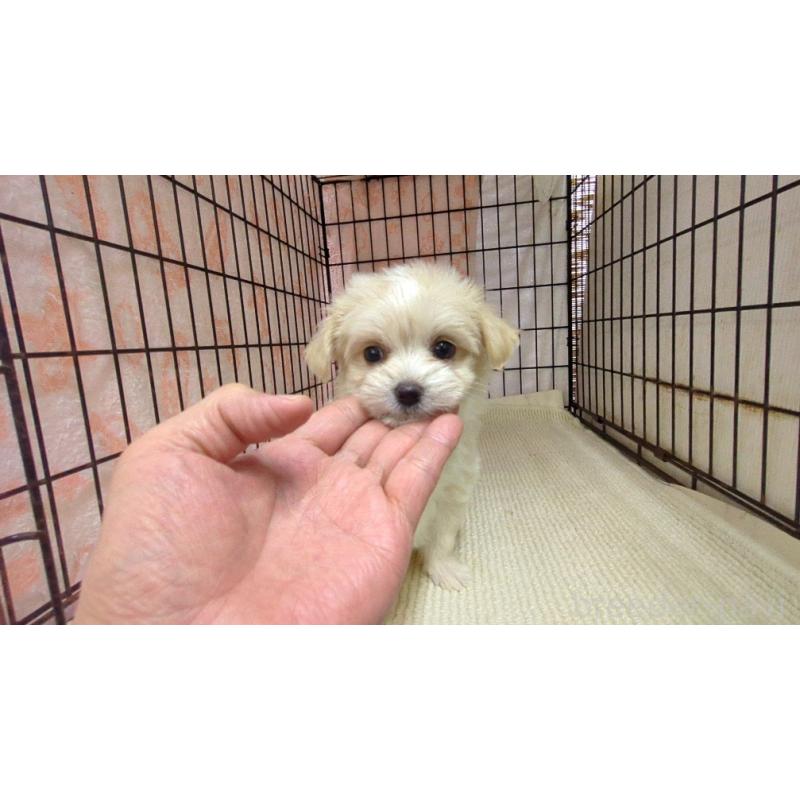 販売中の茨城県のチワマル:チワワ×マルチーズ-435286