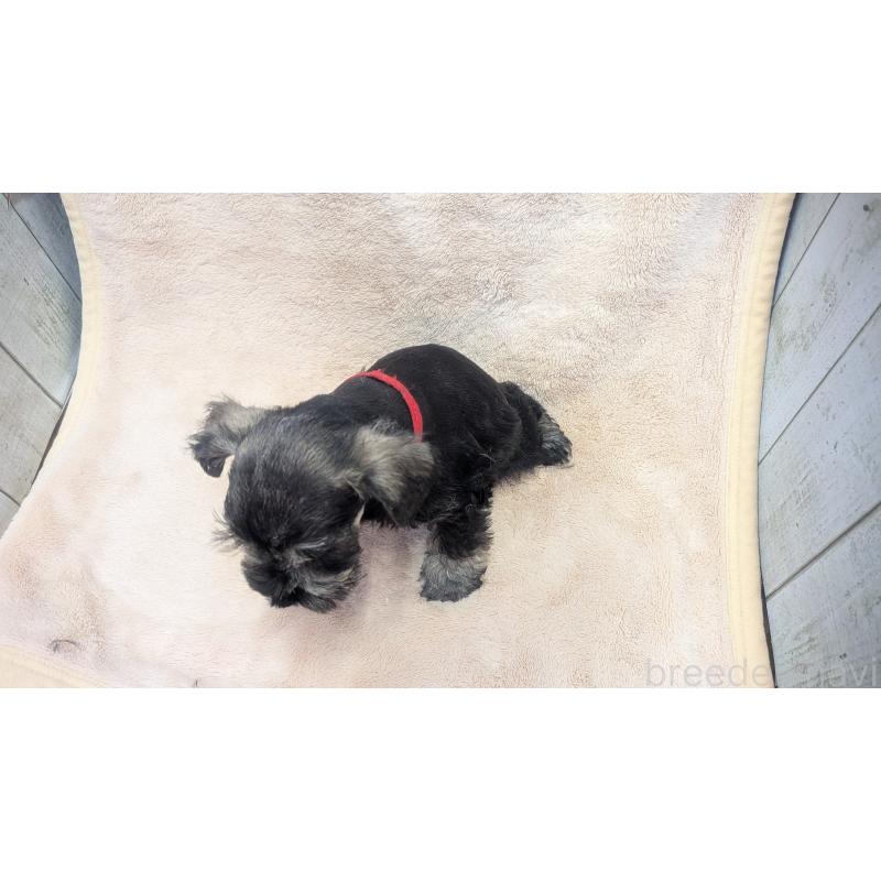 販売中の熊本県のミニチュアシュナウザー-435014の17枚目