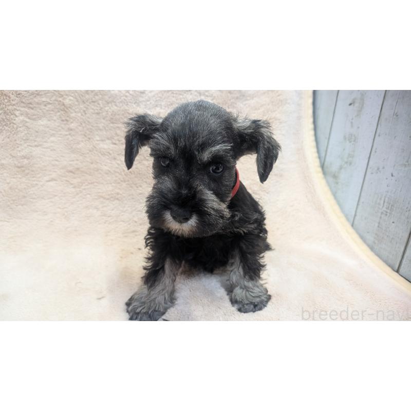 販売中の熊本県のミニチュアシュナウザー-435014の16枚目