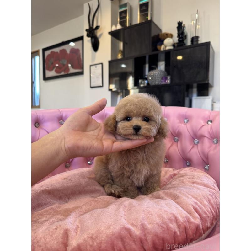 成約済の茨城県のタイニープードル-437602の11枚目