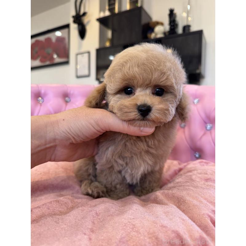 成約済の茨城県のタイニープードル-437602の10枚目