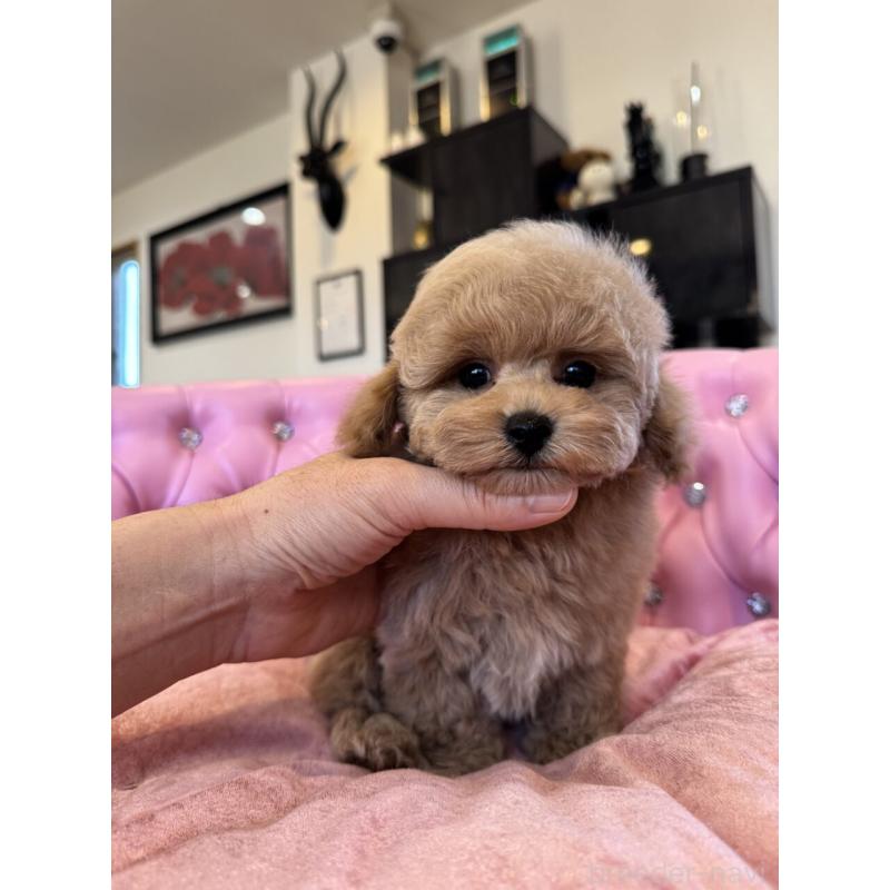 成約済の茨城県のタイニープードル-437602の9枚目