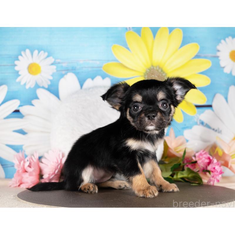 販売中の愛知県のチワワ(ロングコート)-437604の5枚目