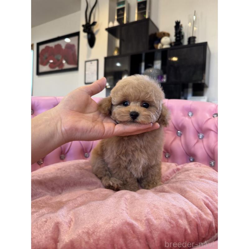 成約済の茨城県のタイニープードル-437602の8枚目