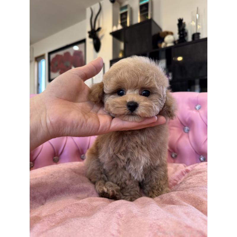 成約済の茨城県のタイニープードル-437602の7枚目