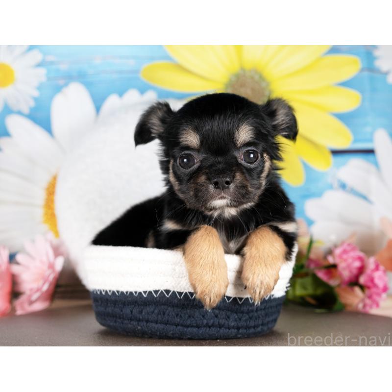 販売中の愛知県のチワワ(ロングコート)-437604の3枚目