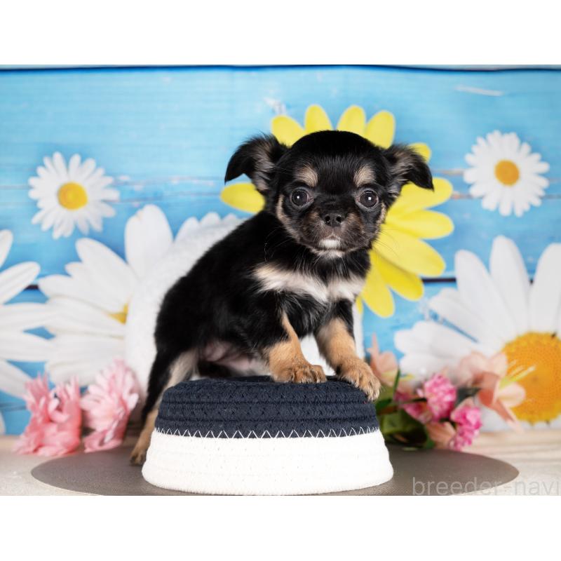 販売中の愛知県のチワワ(ロングコート)-437604の2枚目