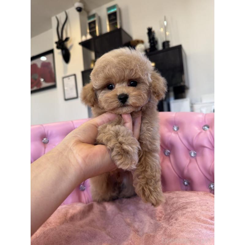 成約済の茨城県のタイニープードル-437602の6枚目