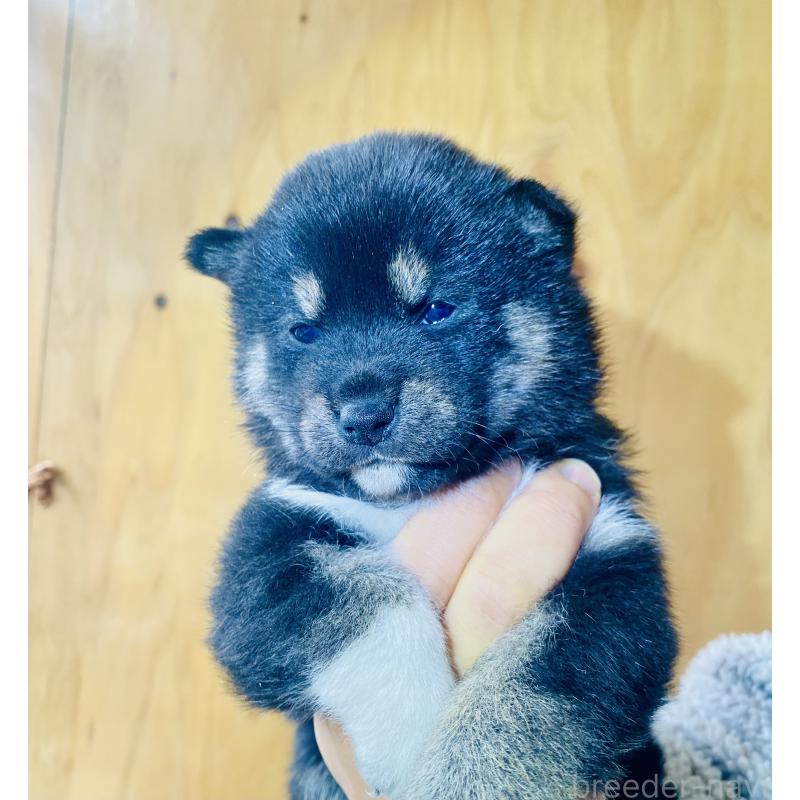 販売中の静岡県の豆柴-437600の4枚目