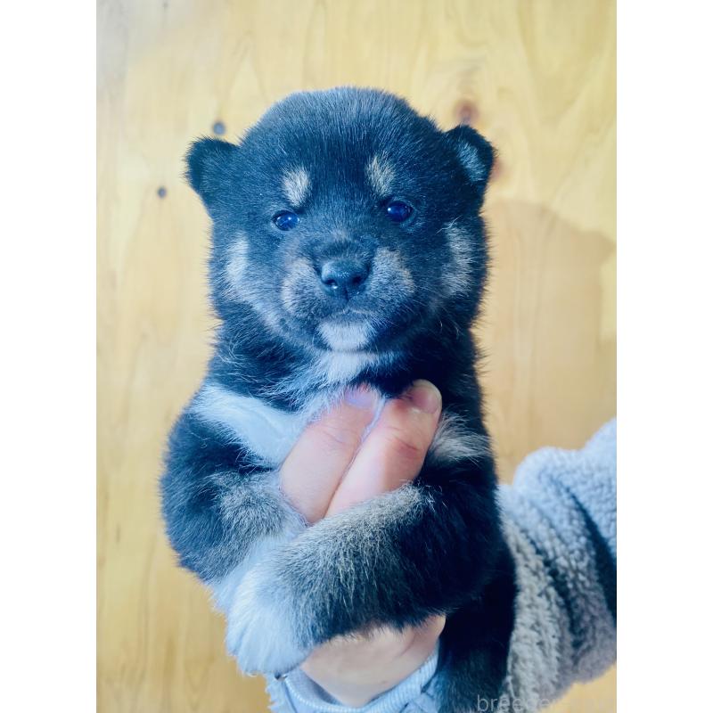 販売中の静岡県の豆柴-437600の3枚目