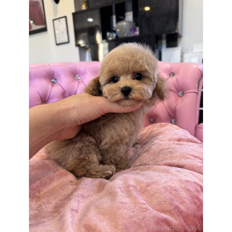 成約済の茨城県のタイニープードル-437602の4枚目