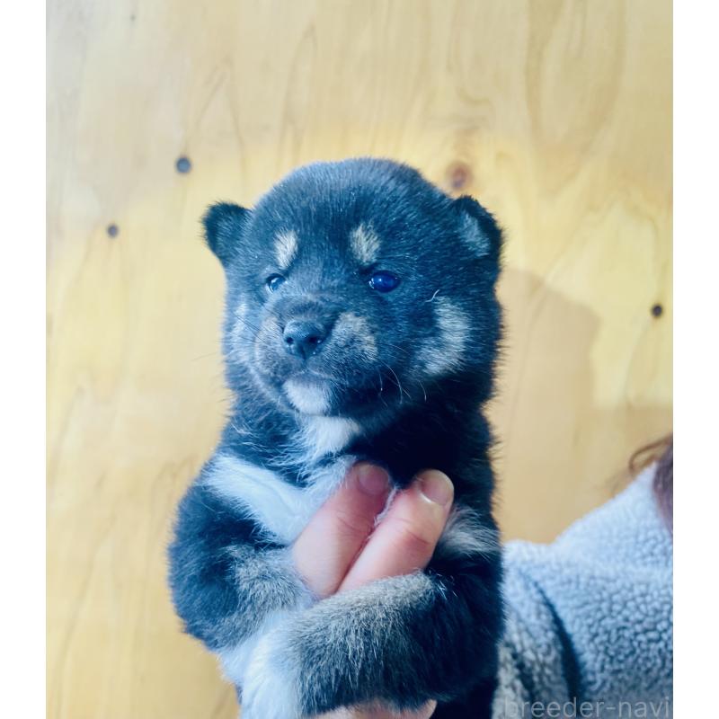 販売中の静岡県の豆柴-437600の2枚目