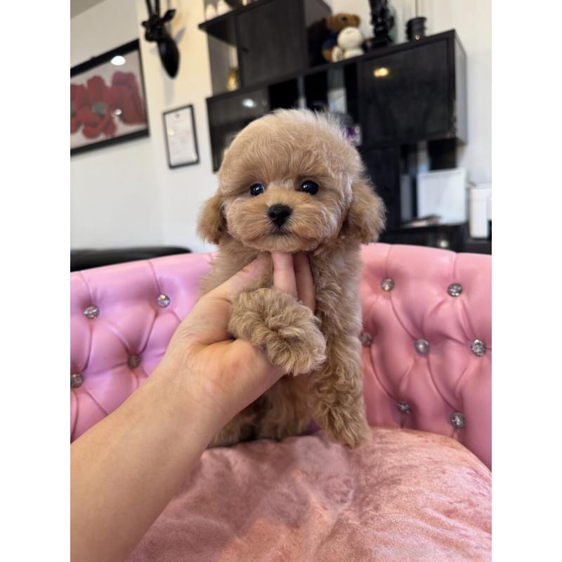 成約済の茨城県のタイニープードル-437602の3枚目