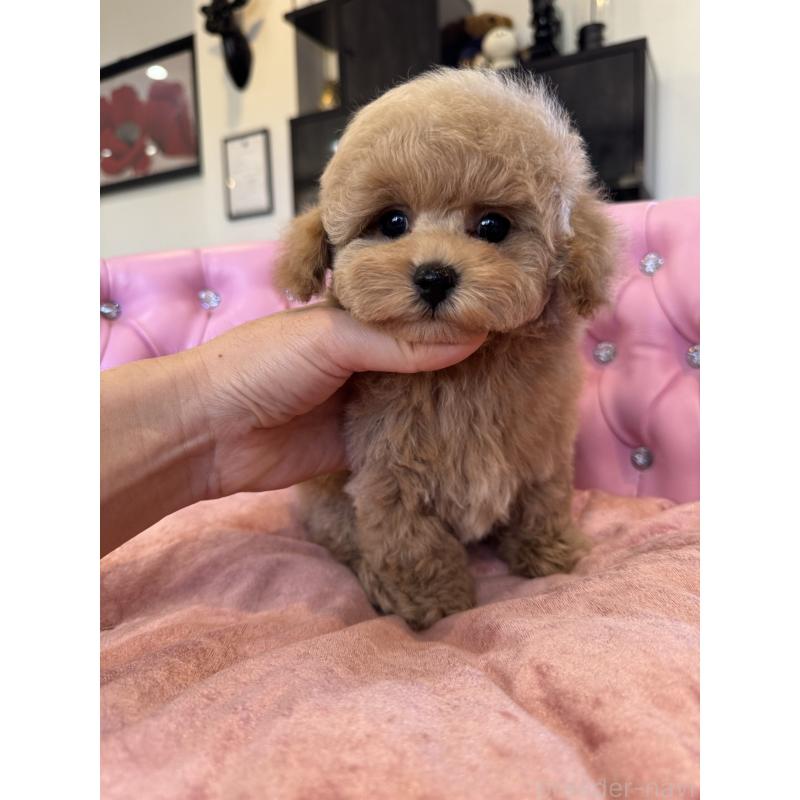 成約済の茨城県のタイニープードル-437602の2枚目